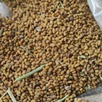 فروش بذر یونجه محلی