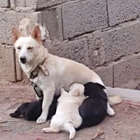 یک جفت اشپیز آلمانی اورجینال|سگ|خسروشاه, |دیوار