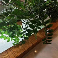 زامفولیا خیلی بزرگ با ۳۴ شاخه یک متری