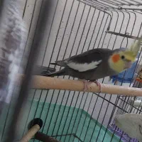 عروس هلندی|پرنده|بندرعباس, |دیوار