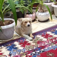 سگ پامر روباهی فوق حرف گوش کن|سگ|اصفهان, اشکاوند|دیوار