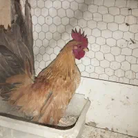 خروس مینیاتوری