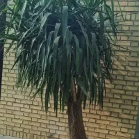 انواع گیاهان کینگ یوکا آمستر