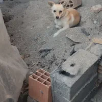 سگ پاکوتاه نر|سگ|خان ببین, |دیوار