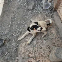 سک قدرجونی|سگ|اهواز, فرهنگ شهر|دیوار