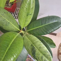 گلدان فیکوس ابروبادی|گل و گیاه طبیعی|شاهینشهر, نسیم ۵|دیوار