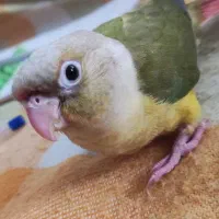گمشده