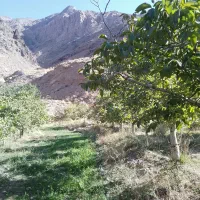 باغ فروشی|فروش دفتر صنعتی، کشاورزی، تجاری|کرمان, |دیوار