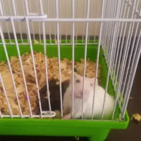 همستر|موش و خرگوش|شیراز, رکن‌آباد|دیوار