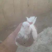 کفتر