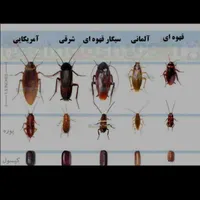 سمپاشی کافیه یک مرتبه سم پاشی مبارز را انتخاب کنید|خدمات نظافت|زاهدان, |دیوار