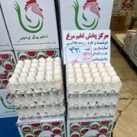 پخش عمده تخم مرغ