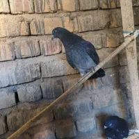 کبوتر زاغ|پرنده|قم, انسجام|دیوار