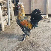 خروس سلطان|حیوانات مزرعه|سنندج, |دیوار