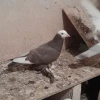 کبوتر|پرنده|میاندوآب, |دیوار