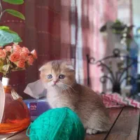 واگذاری بریتیش اسکاتیش