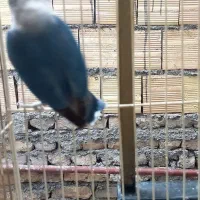 کوتوله ماده آماده جفت