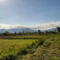 زمین مزروعی ۴۵هزارمترتسطیح نشده،باتمام امتیازات|فروش دفتر صنعتی، کشاورزی، تجاری|تالش, هشتپر|دیوار