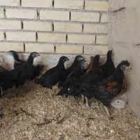 جوجه مرغ رسمی|حیوانات مزرعه|یزد, |دیوار