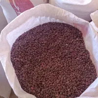 لوبیا قرمز درجه یک|خوردنی و آشامیدنی|کیار, |دیوار