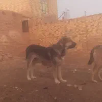 سگ خراسانی|سگ|نصر آباد, |دیوار