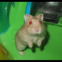 همستر ناز خوشرنگ|موش و خرگوش|محمدشهر, همایون ویلا|دیوار