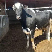 گاو چاق گوشتی درجه یک