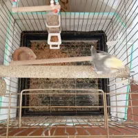 پرنده عروس هلندی|پرنده|تاکستان, |دیوار