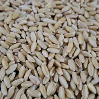 بذر گندم دیم صدارا|خدمات باغبانی و درختکاری|تبریز, |دیوار