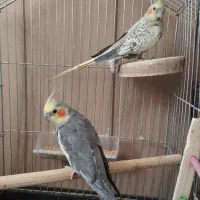 فروش عروس هلندی،قناری،فنچ