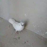 کبوتر ماده کله دار