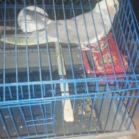 طوطی عروس دستی باقفس|پرنده|محمدیه-قزوین, |دیوار