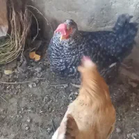 مرغ بومی|حیوانات مزرعه|خمینیشهر, |دیوار