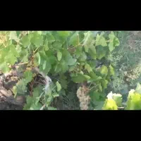 باغ میم انگور درگز بخش نوخندان