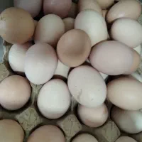 تخم مرغ رسمی واورگانیک نطفه دار هم هستند|خوردنی و آشامیدنی|قم, چهل درخت|دیوار