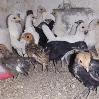جوجه مرغ