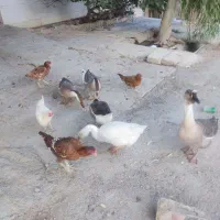 قوغاز|حیوانات مزرعه|آبدانان, |دیوار