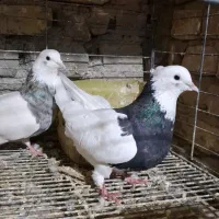 کفتر طوقی سرور (حراج)|پرنده|تفت, |دیوار