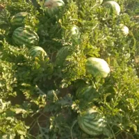 هندوانه مستقیم جوین کشاورز
