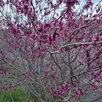 دبیر ادبیات فارسی وعلوم وفنون همه پایه ها