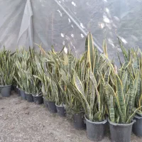 گل سانس|گل و گیاه طبیعی|بابل, |دیوار