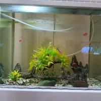 اکواریم شیشه منهنی سالم