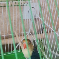 فروش یک عدد کوتوله برزیلی نر