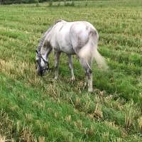 اسب|اسب و تجهیزات اسبسواری|املش, |دیوار