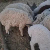 بره پلواری جوخار|حیوانات مزرعه|کهنوج, |دیوار