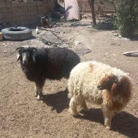 بره موجود میباشد