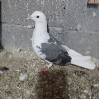 کبوتر رنگی و پلاکی معاوضه دارم سهره عروس هلندی