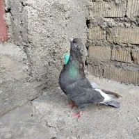 کبوتر|پرنده|مرودشت, پشت سایپا|دیوار