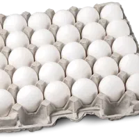 پخش عمده تخم مرغ