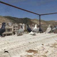 کفتر جوجه سربندی